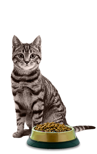 Kat