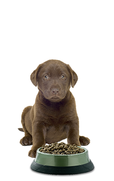 Puppy